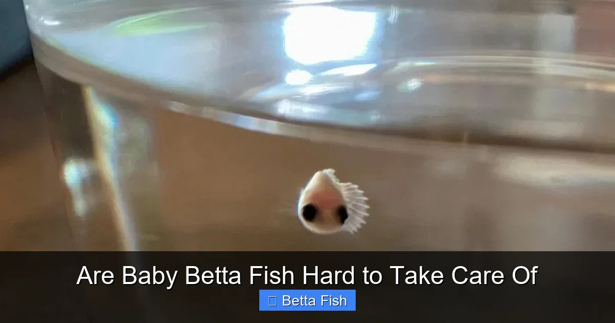 Are Baby Betta Fish Hard to Take Care Of