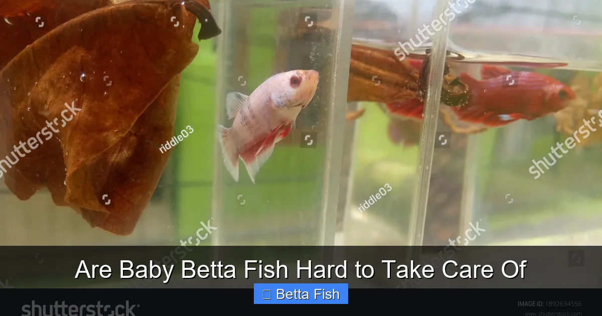 Are Baby Betta Fish Hard to Take Care Of