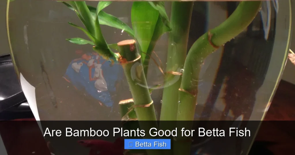 Are Bamboo Plants Good for Betta Fish