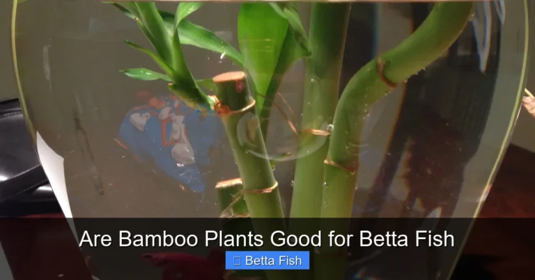Are Bamboo Plants Good for Betta Fish