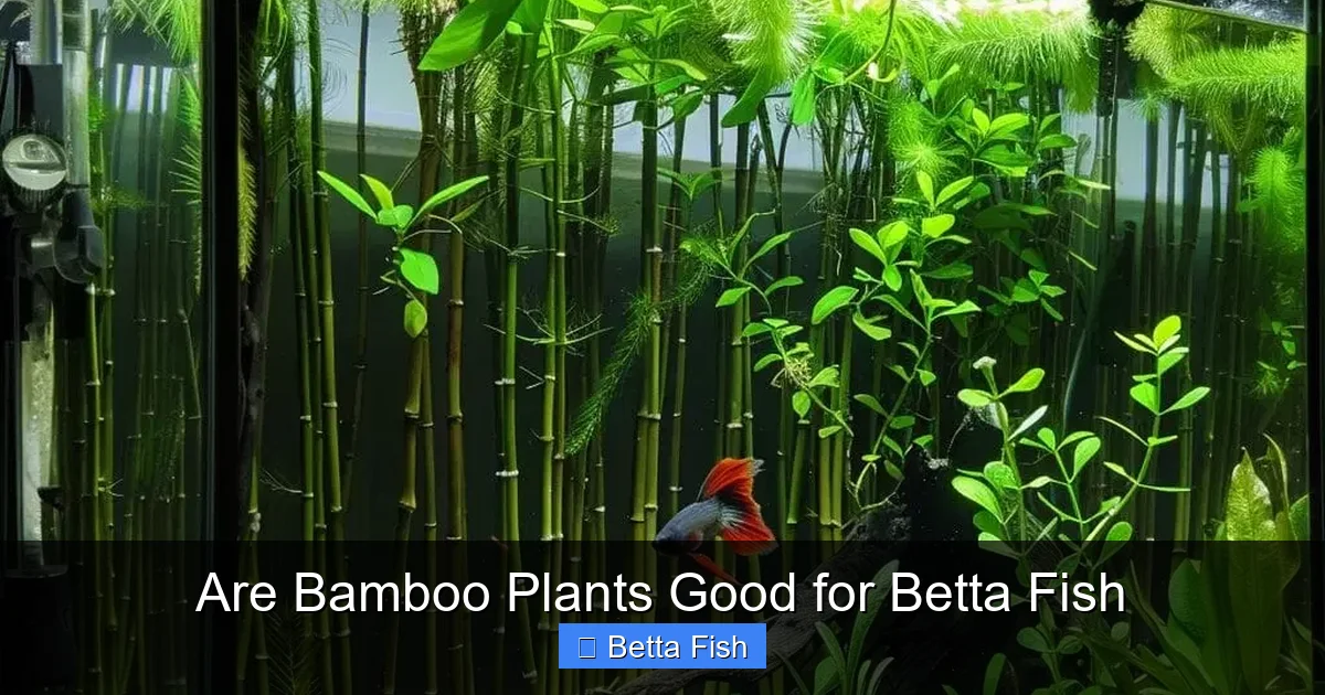 Are Bamboo Plants Good for Betta Fish