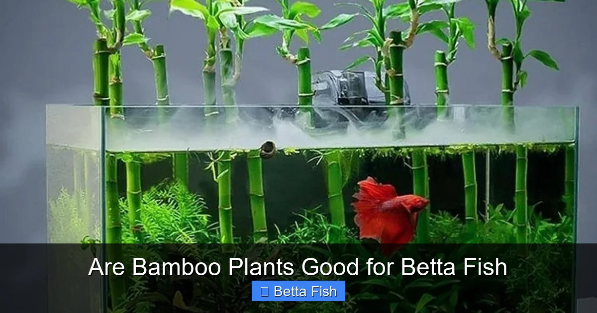 Are Bamboo Plants Good for Betta Fish