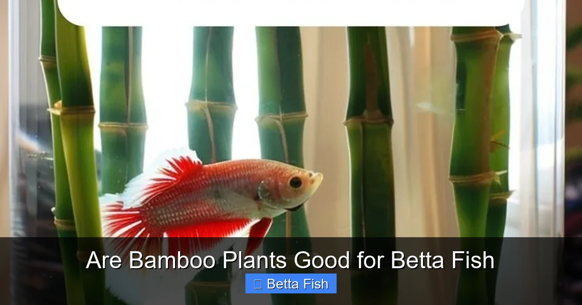 Are Bamboo Plants Good for Betta Fish