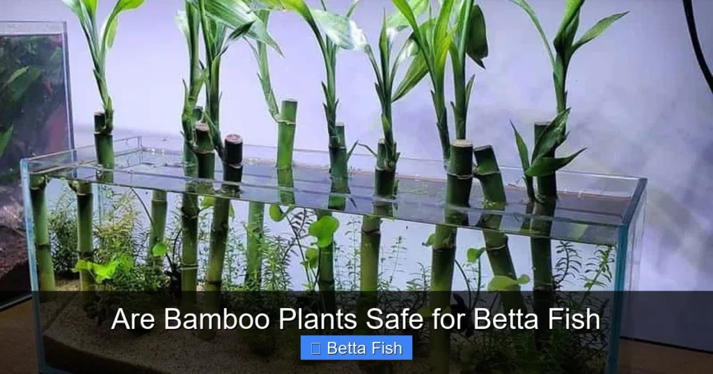Are Bamboo Plants Safe for Betta Fish
