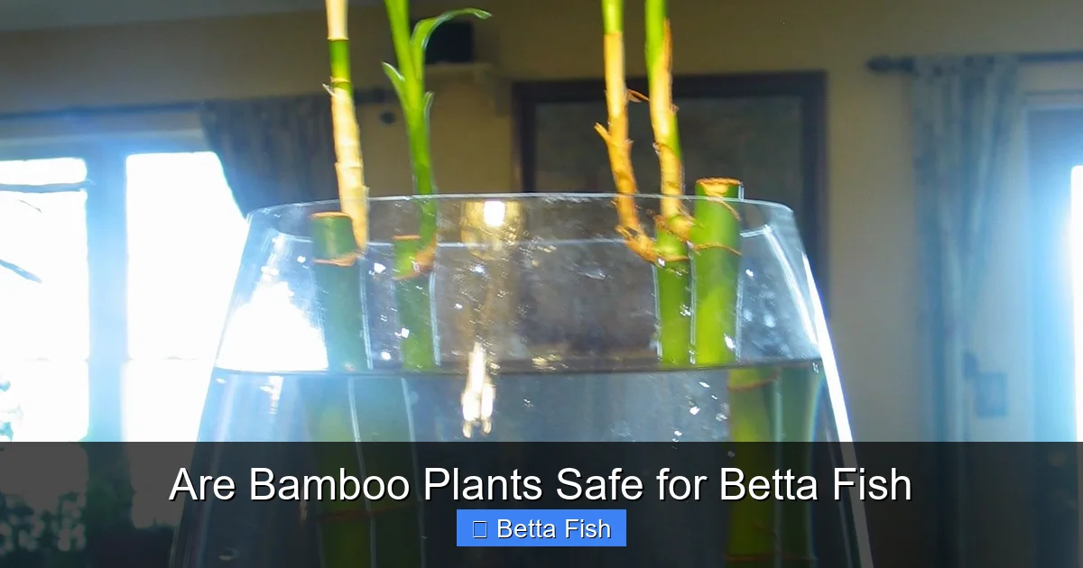 Are Bamboo Plants Safe for Betta Fish