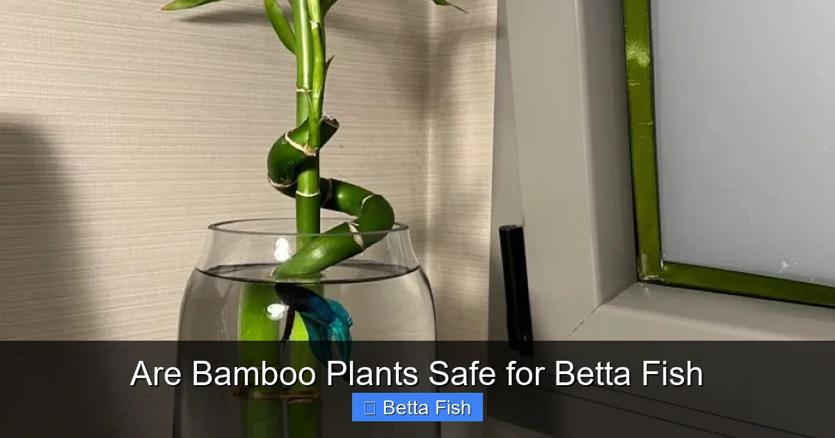 Are Bamboo Plants Safe for Betta Fish