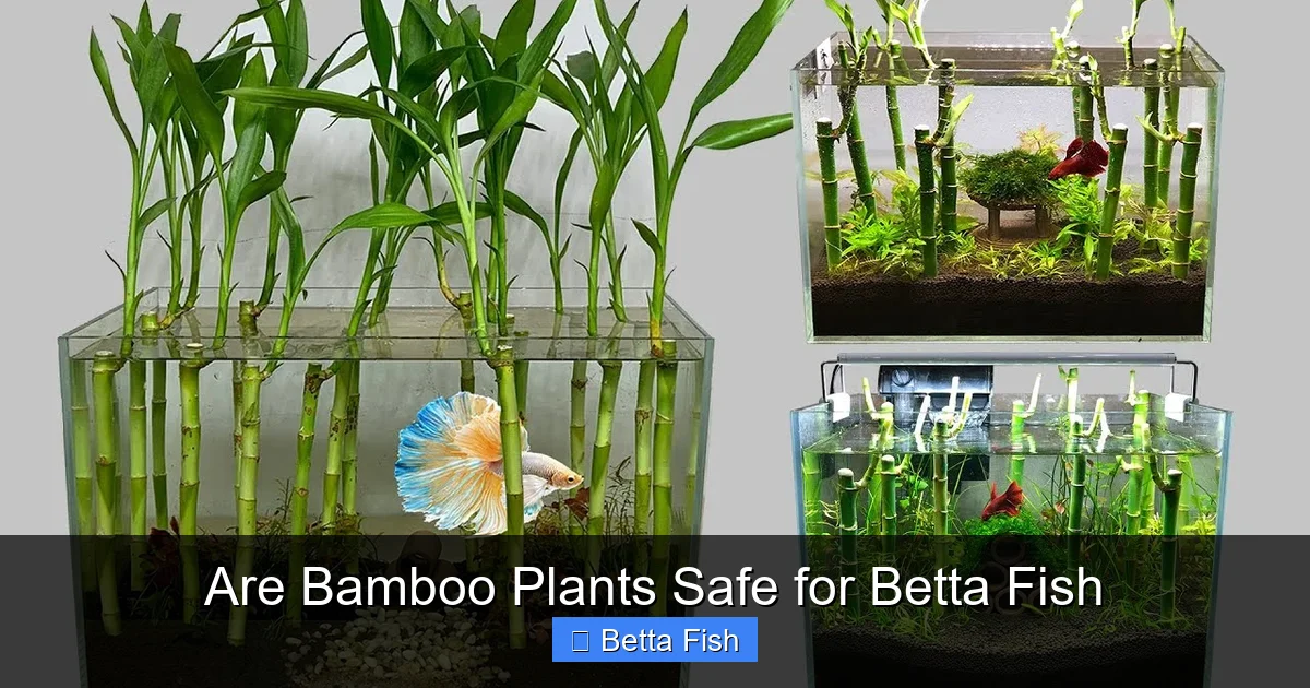 Are Bamboo Plants Safe for Betta Fish
