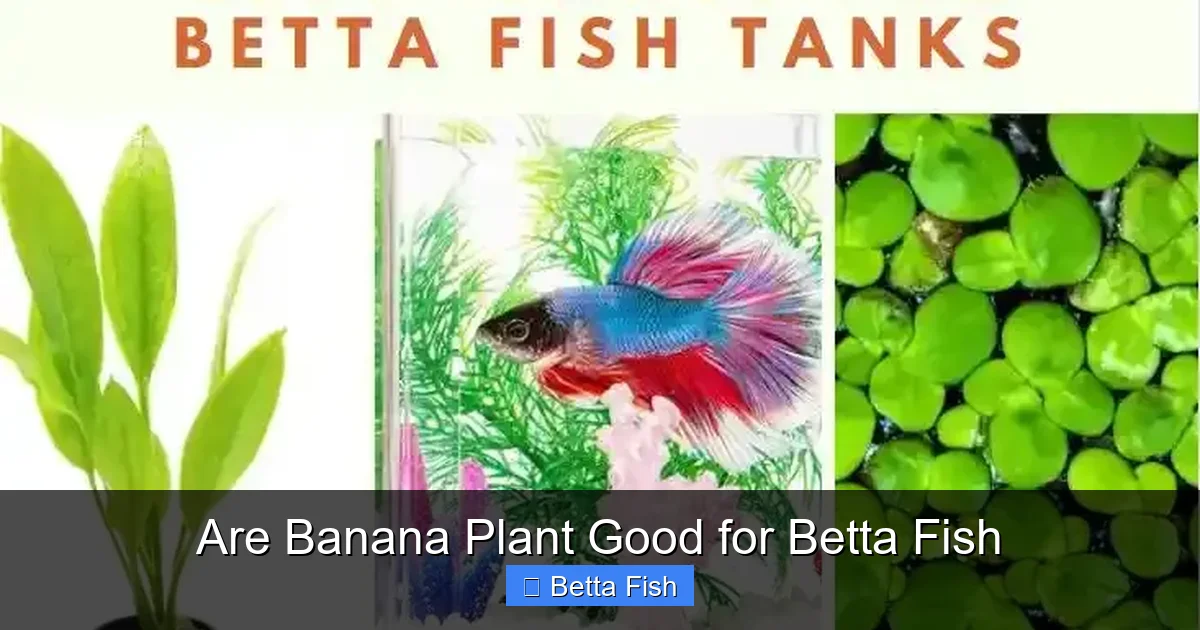 Are Banana Plant Good for Betta Fish