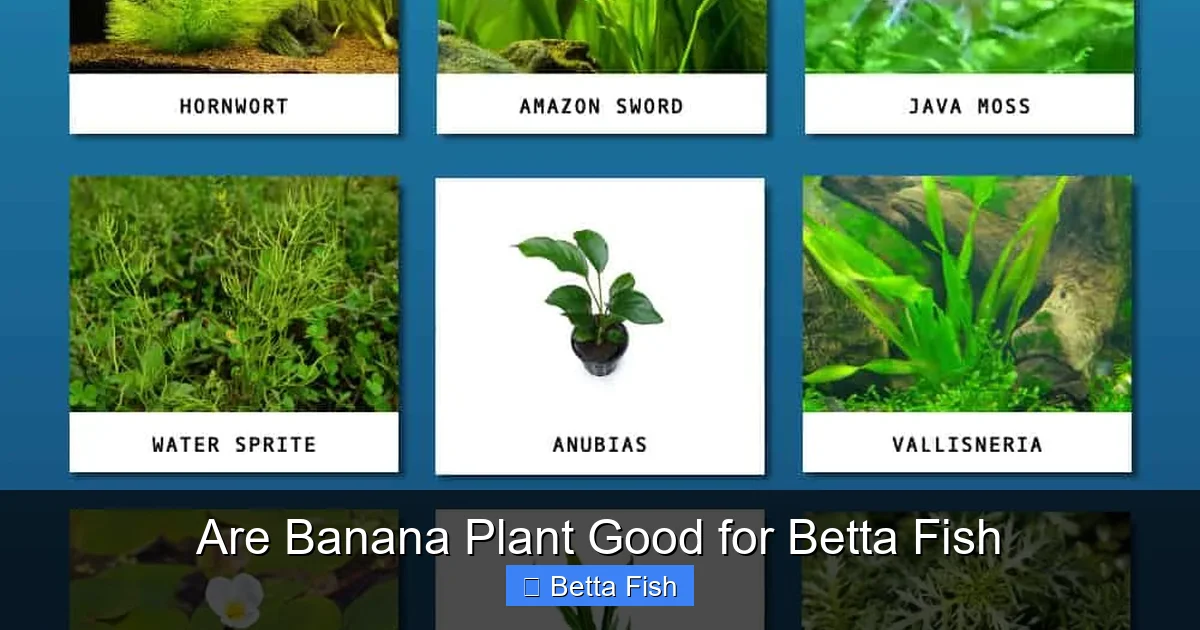 Are Banana Plant Good for Betta Fish