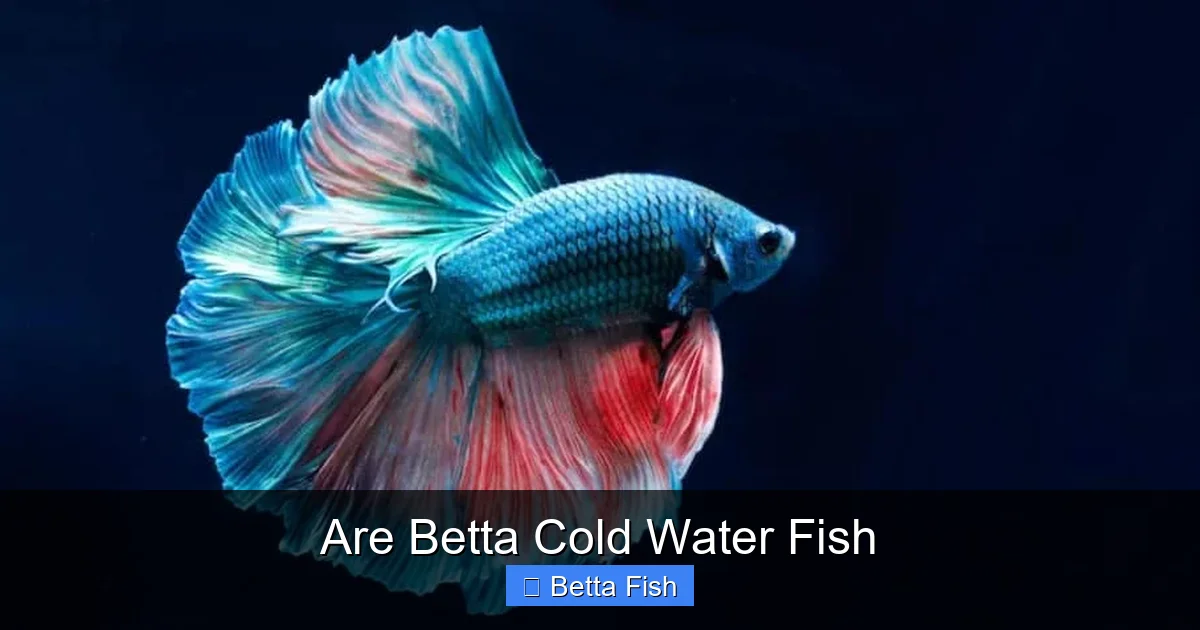 Are Betta Cold Water Fish