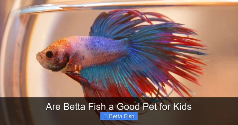 Are Betta Fish a Good Pet for Kids