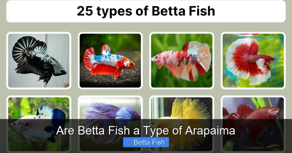 Are Betta Fish a Type of Arapaima