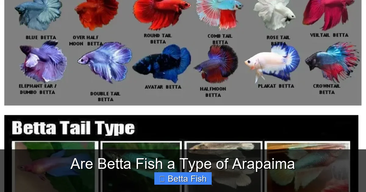 Are Betta Fish a Type of Arapaima