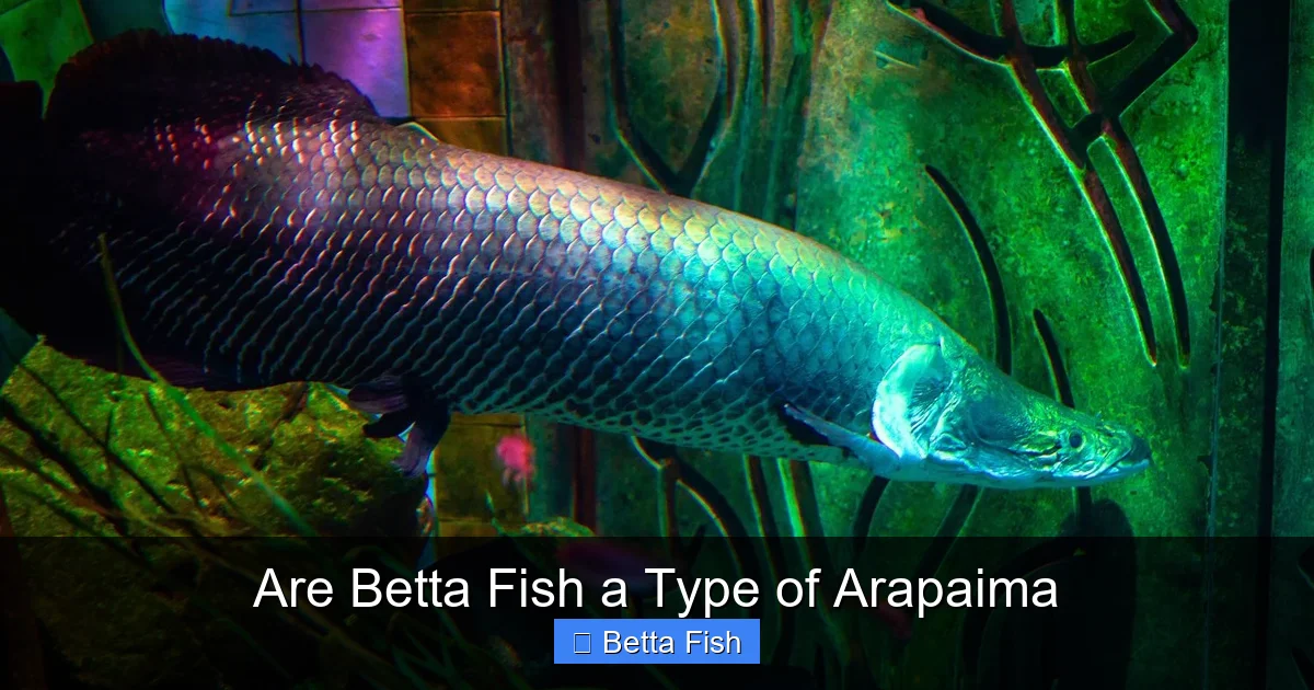 Are Betta Fish a Type of Arapaima
