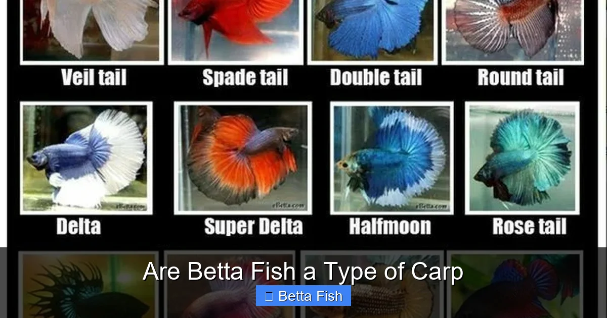 Are Betta Fish a Type of Carp