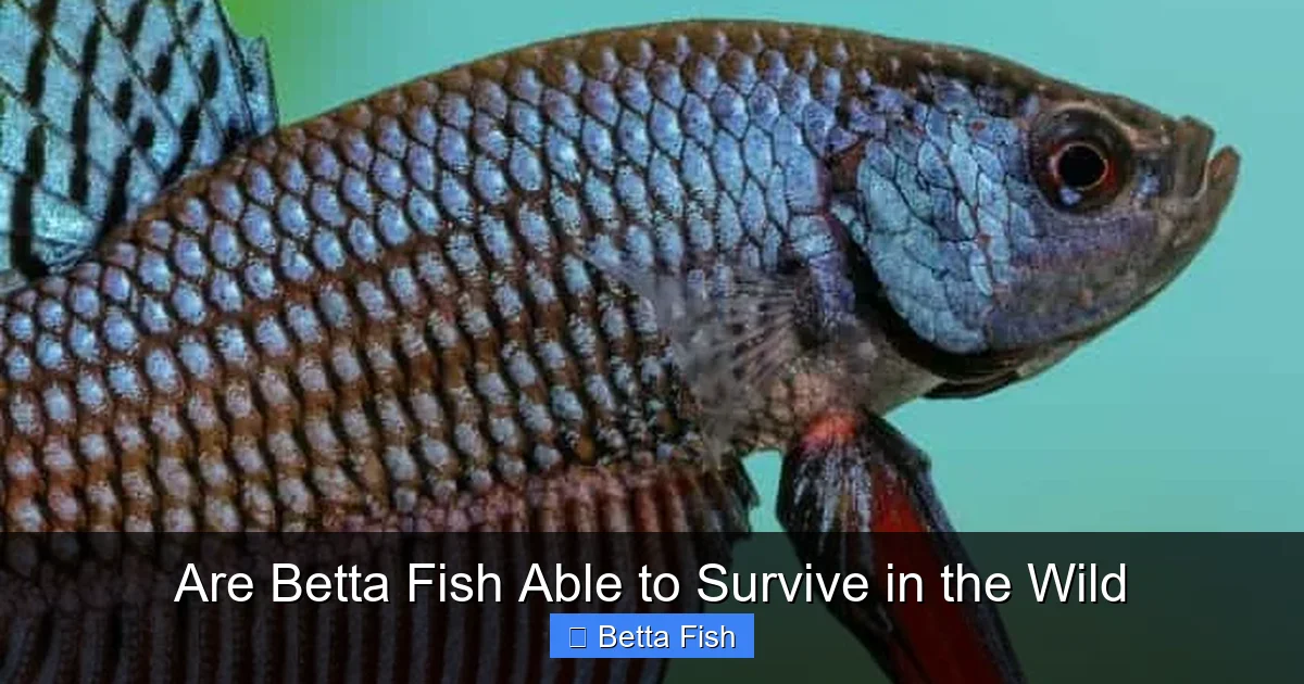 Are Betta Fish Able to Survive in the Wild
