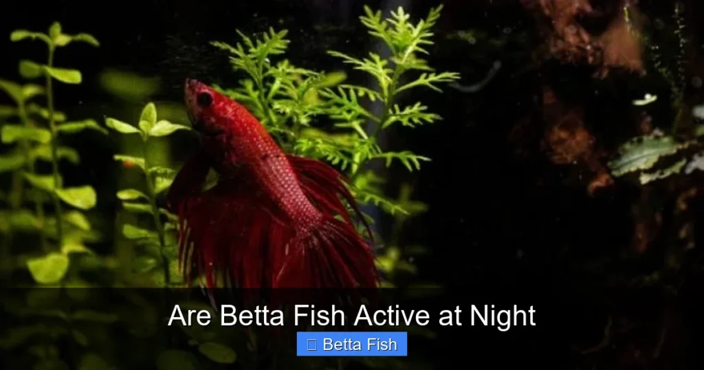 Are Betta Fish Active at Night