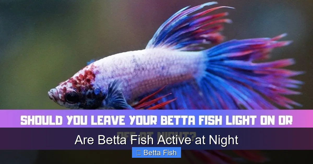 Are Betta Fish Active at Night