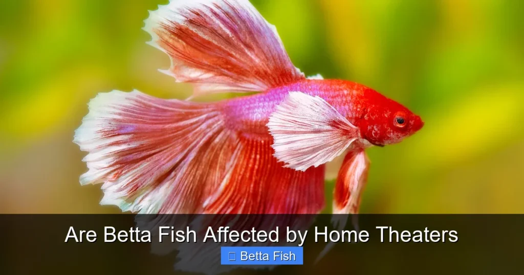 Are Betta Fish Affected by Home Theaters