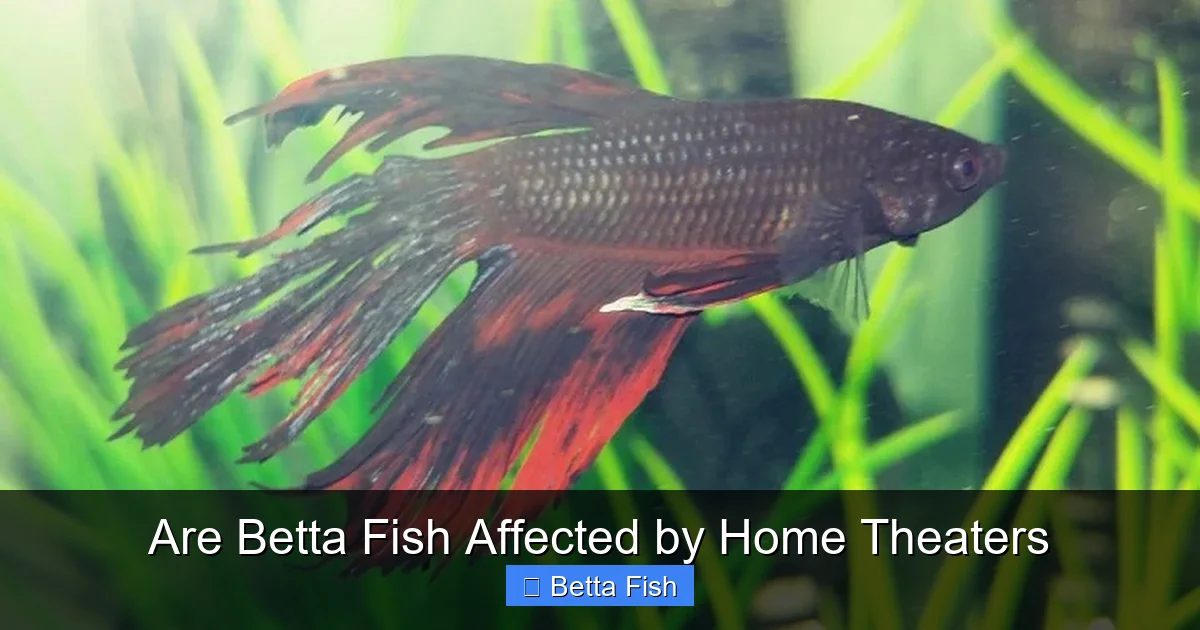 Are Betta Fish Affected by Home Theaters