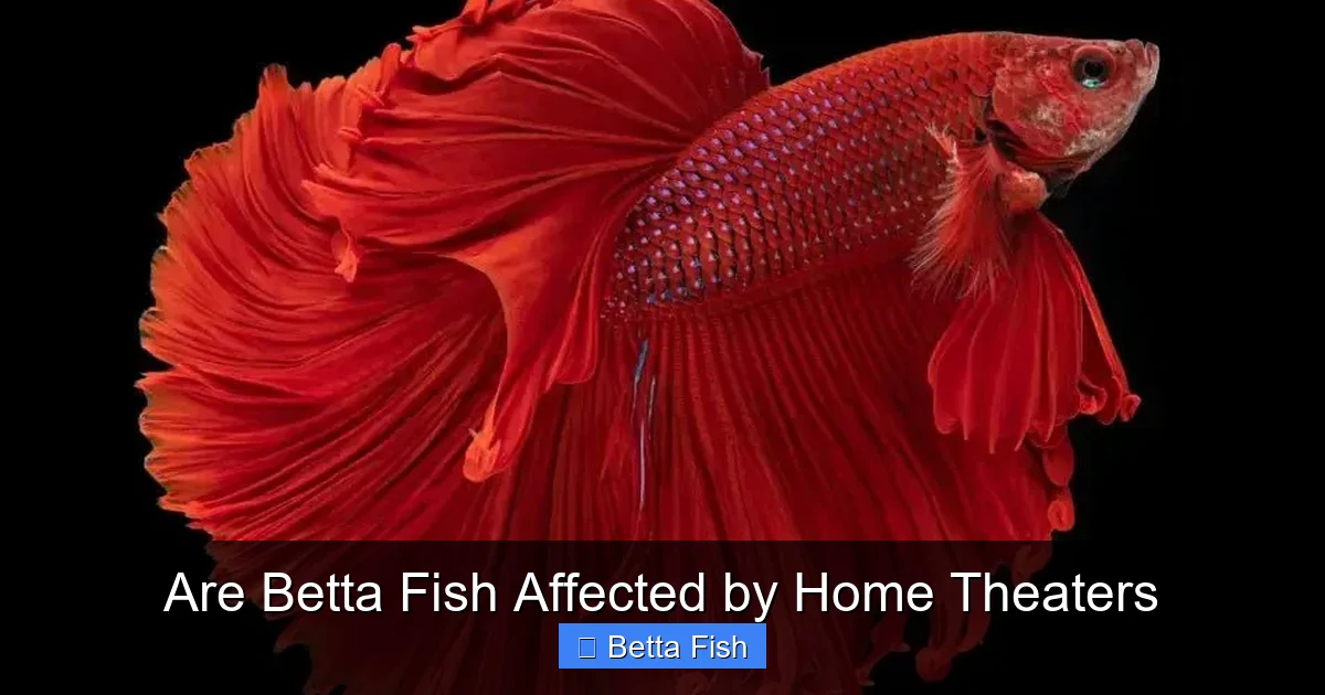 Are Betta Fish Affected by Home Theaters