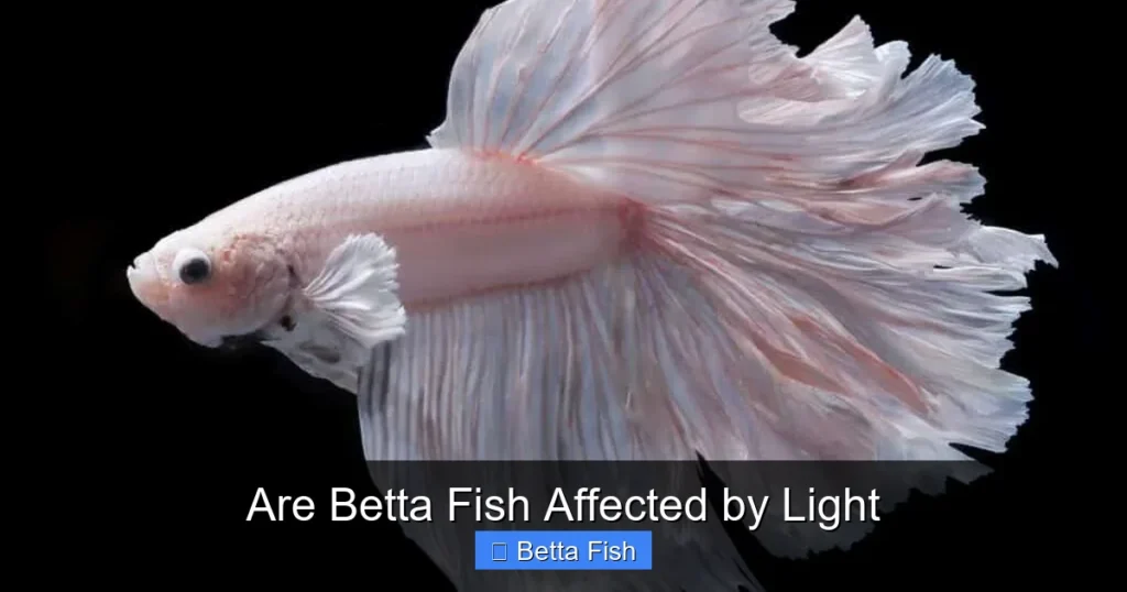 Are Betta Fish Affected by Light