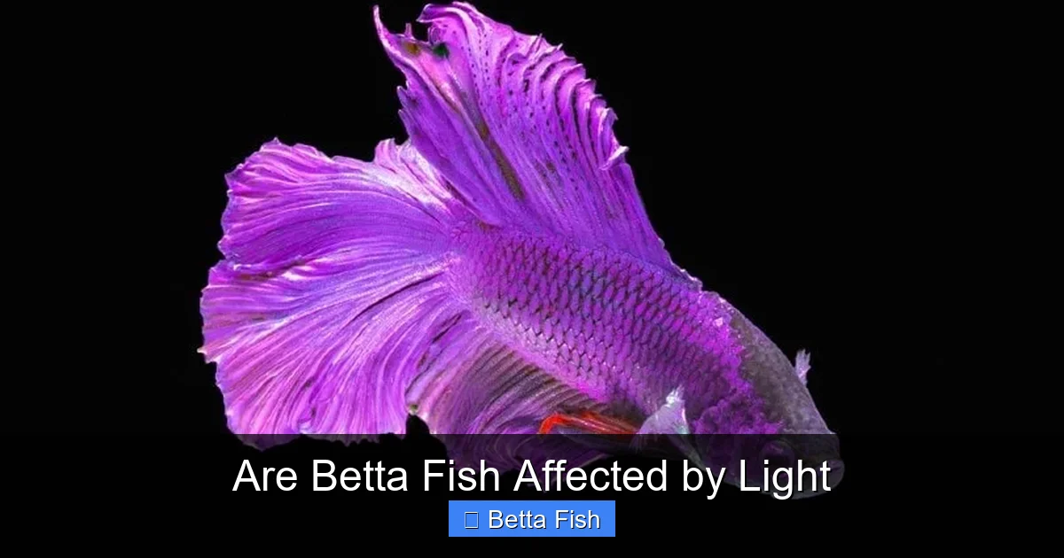 Are Betta Fish Affected by Light