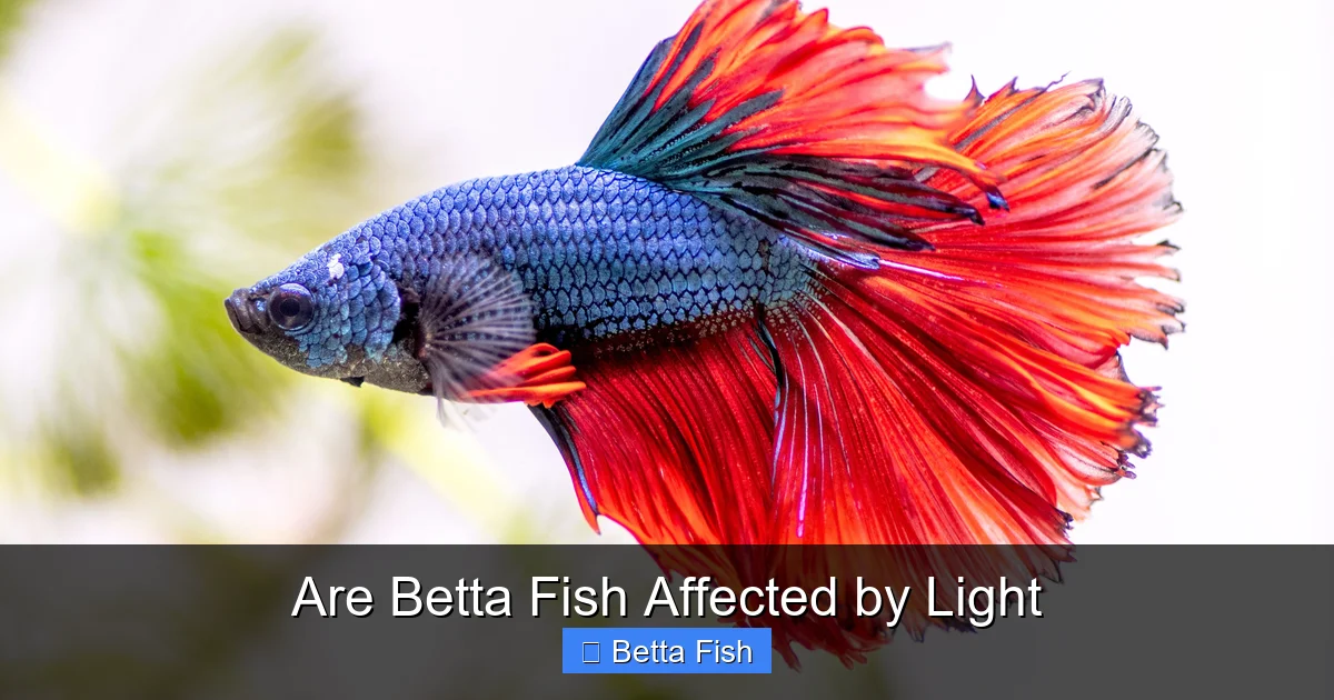 Are Betta Fish Affected by Light