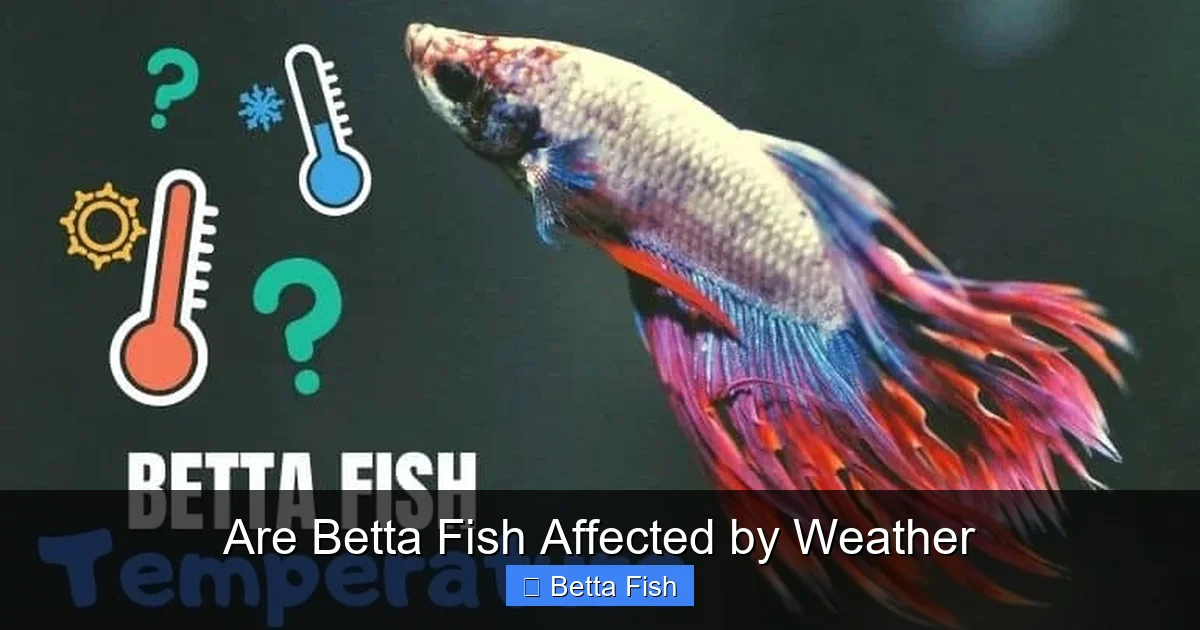 Are Betta Fish Affected by Weather