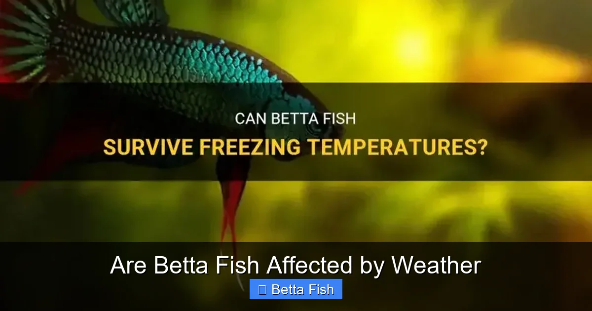 Are Betta Fish Affected by Weather