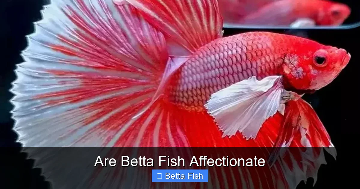 Are Betta Fish Affectionate