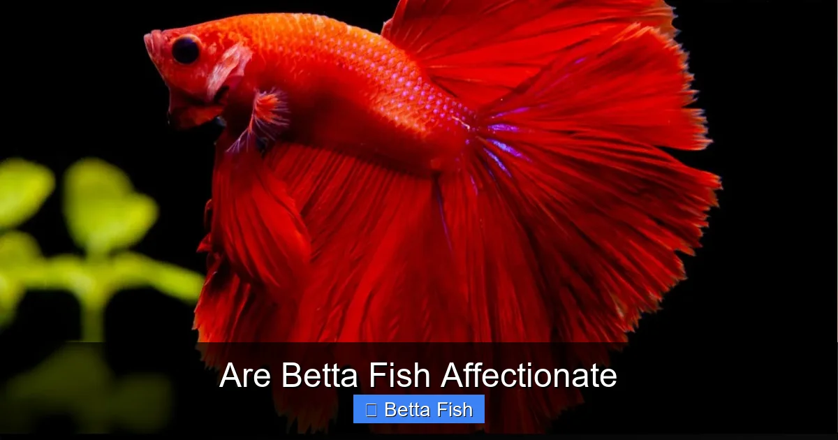 Are Betta Fish Affectionate