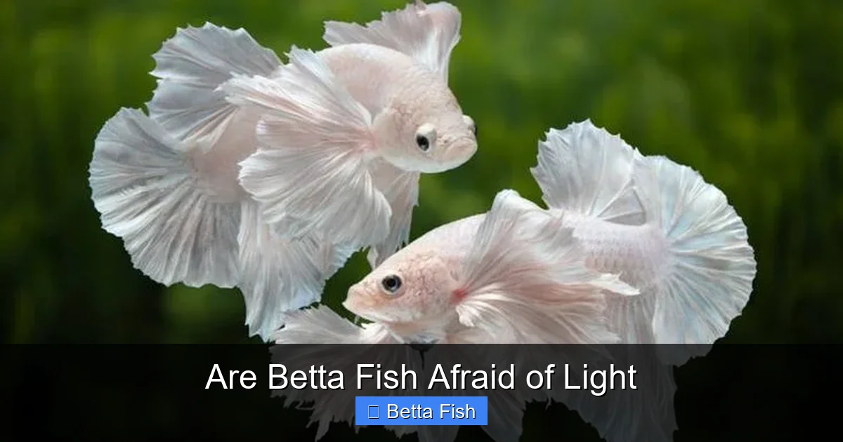 Are Betta Fish Afraid of Light