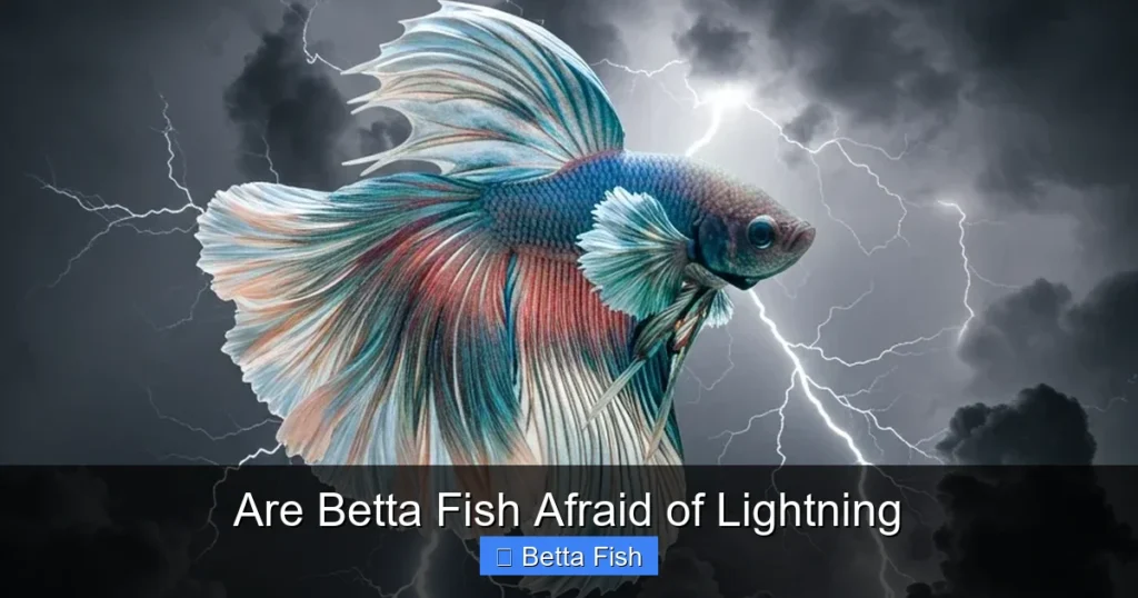 Are Betta Fish Afraid of Lightning