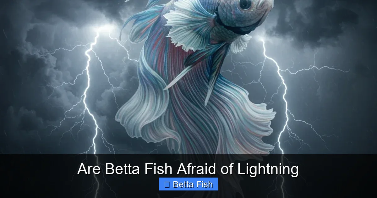 Are Betta Fish Afraid of Lightning