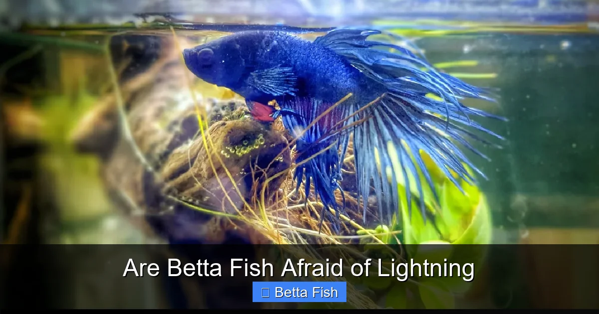 Are Betta Fish Afraid of Lightning