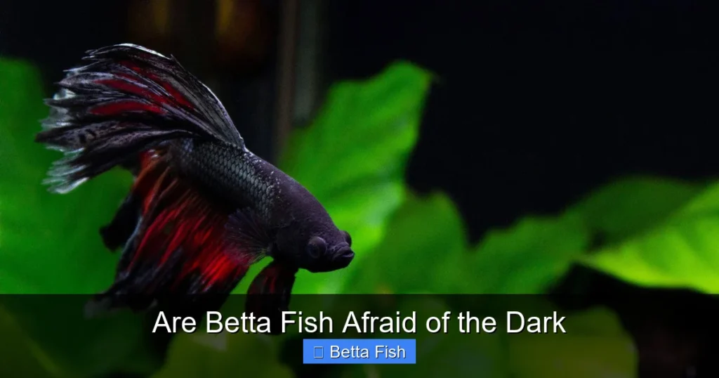 Are Betta Fish Afraid of the Dark