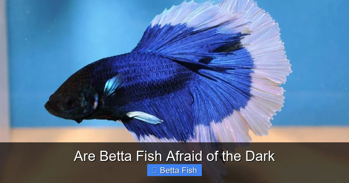 Are Betta Fish Afraid of the Dark