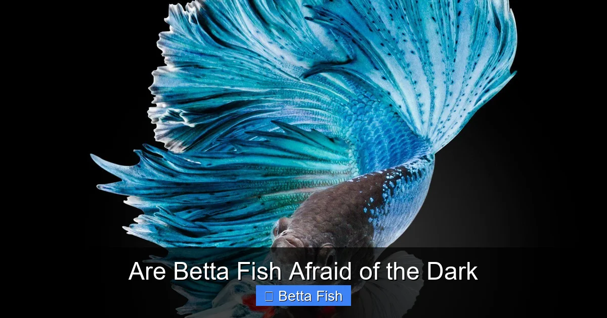 Are Betta Fish Afraid of the Dark