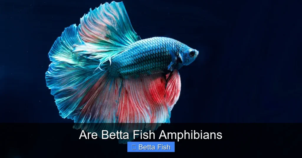 Are Betta Fish Amphibians