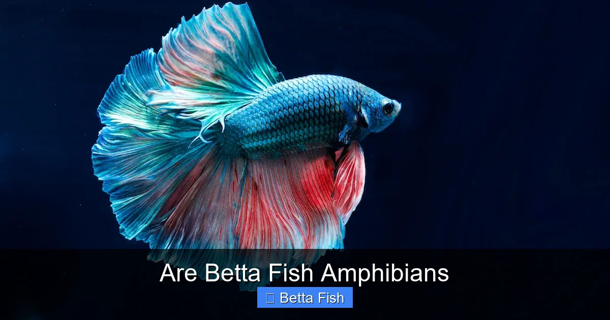 Are Betta Fish Amphibians
