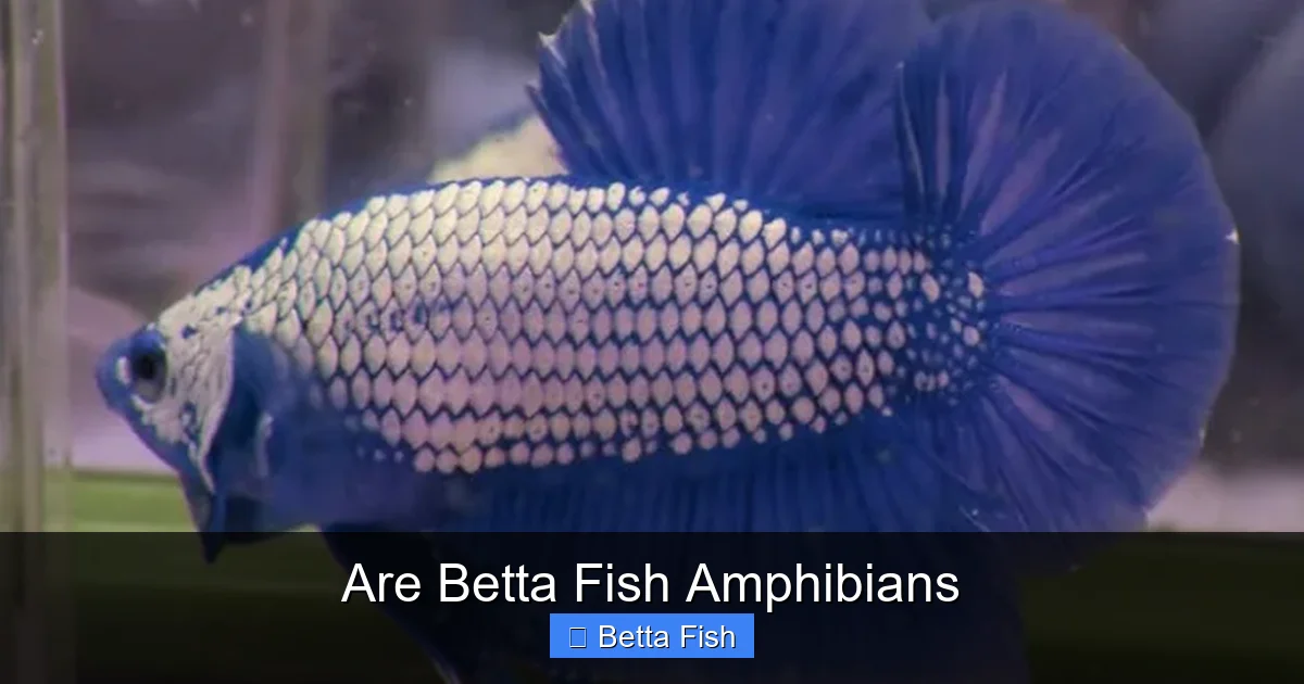 Are Betta Fish Amphibians