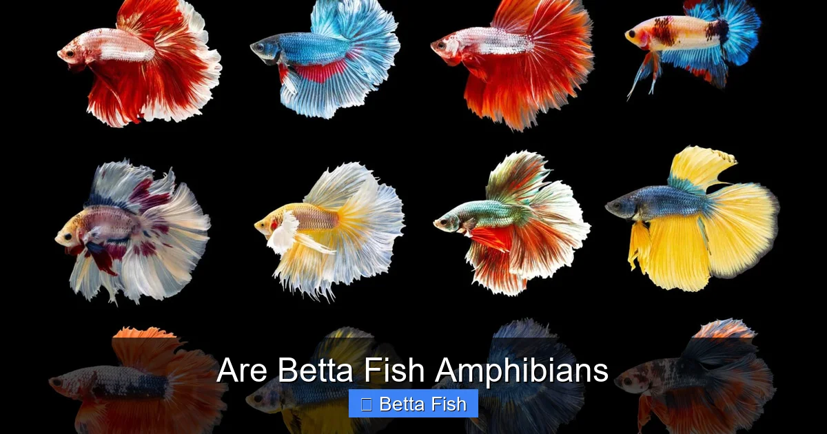 Are Betta Fish Amphibians