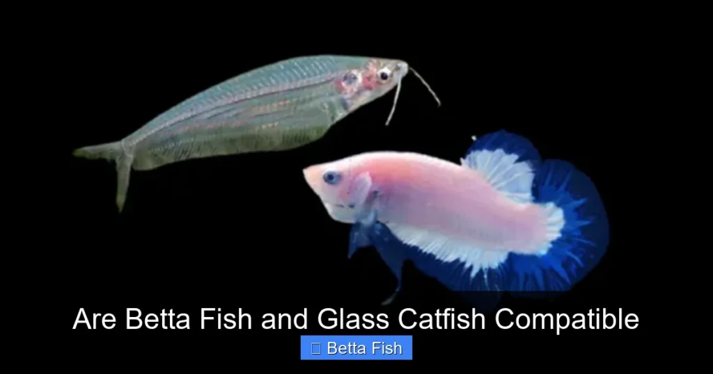 Are Betta Fish and Glass Catfish Compatible