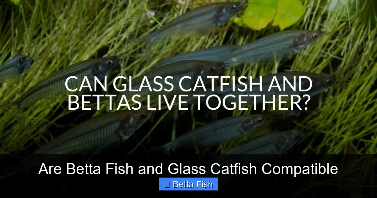 Are Betta Fish and Glass Catfish Compatible