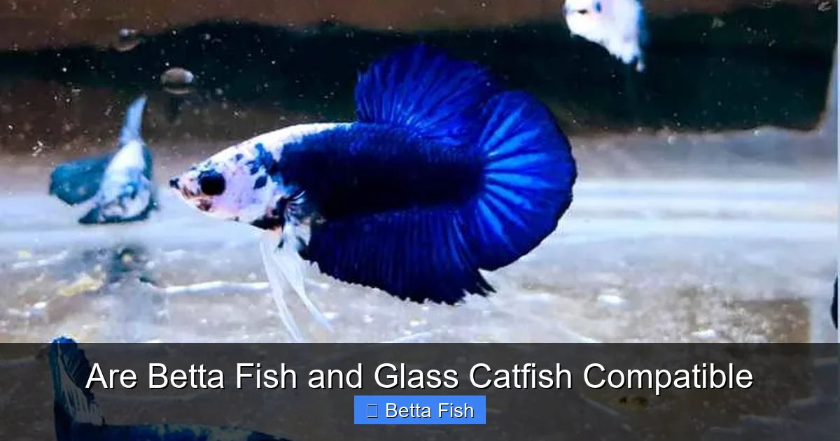 Are Betta Fish and Glass Catfish Compatible