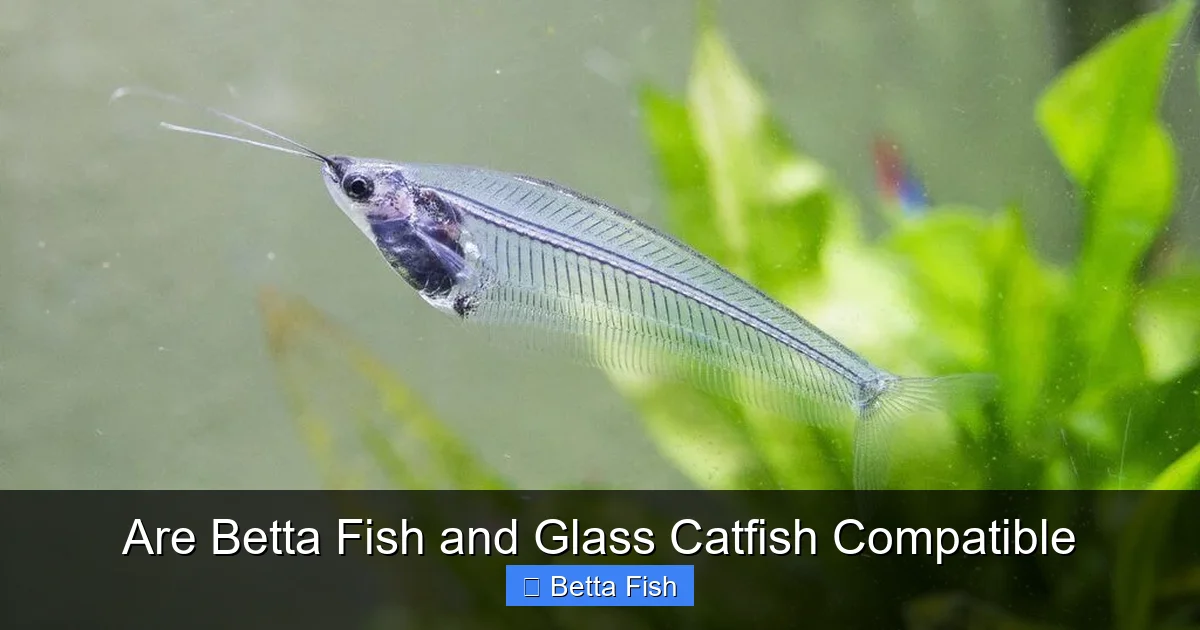 Are Betta Fish and Glass Catfish Compatible