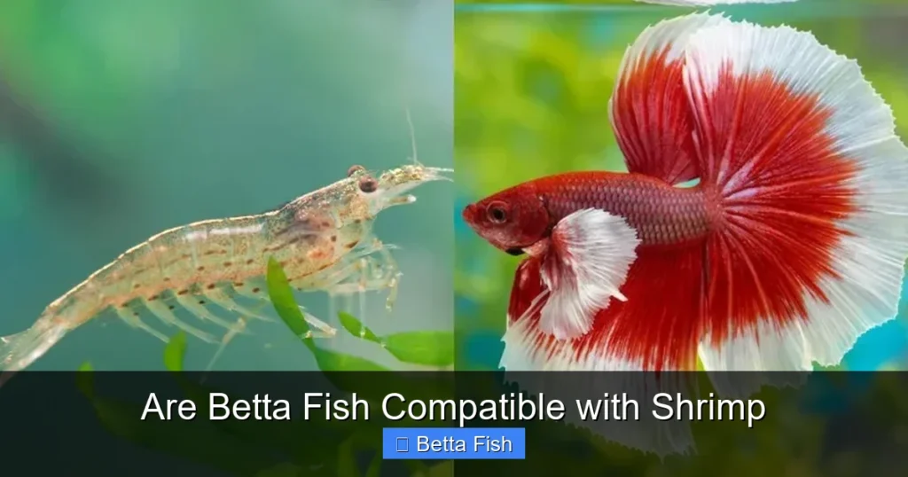Are Betta Fish Compatible with Shrimp