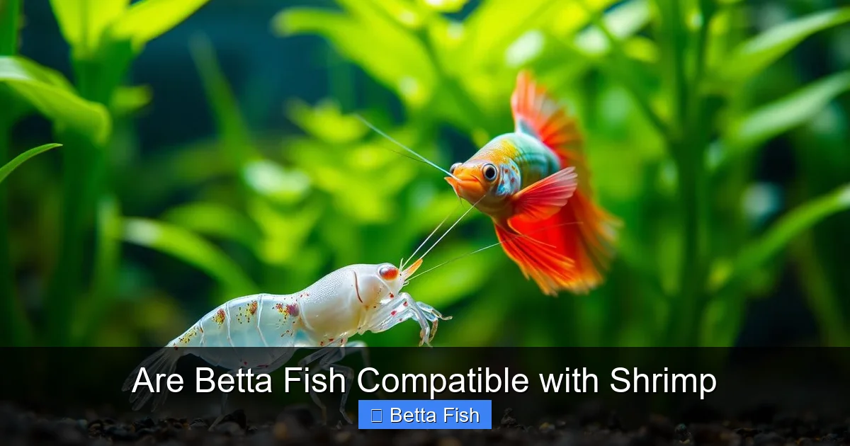 Are Betta Fish Compatible with Shrimp