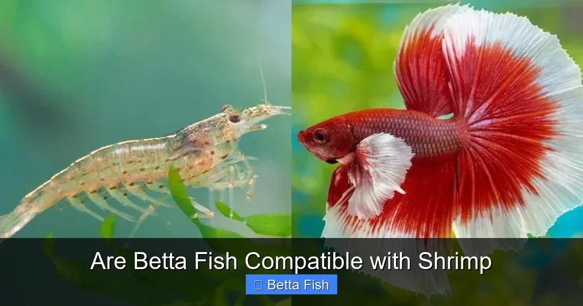 Are Betta Fish Compatible with Shrimp